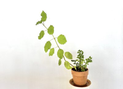 Et plant experiment