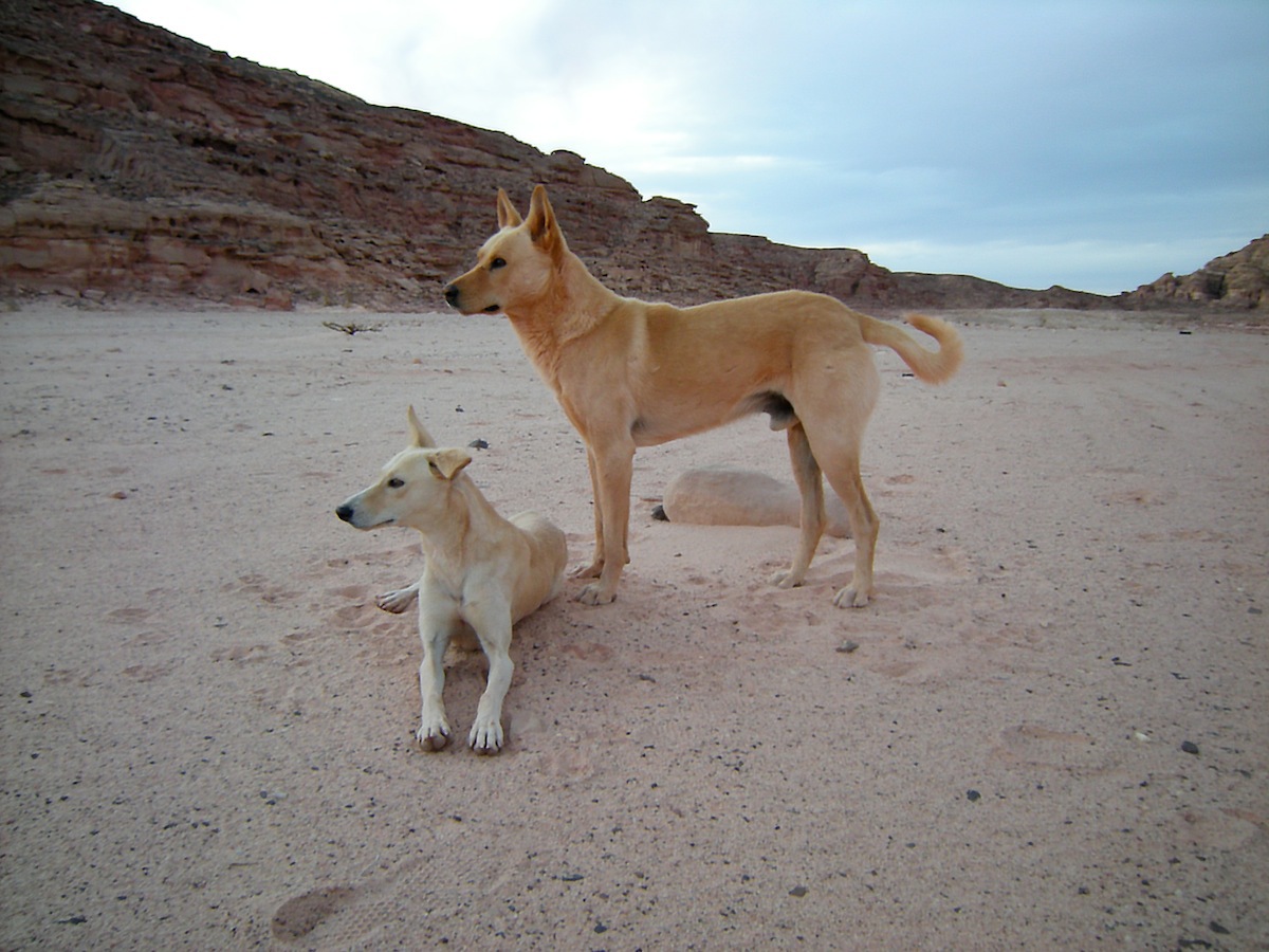 Dogs Astral Sculpture Data Exchange 2008 3