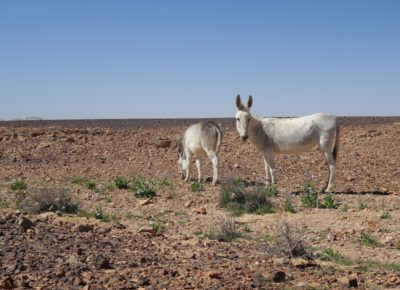 white donkeys