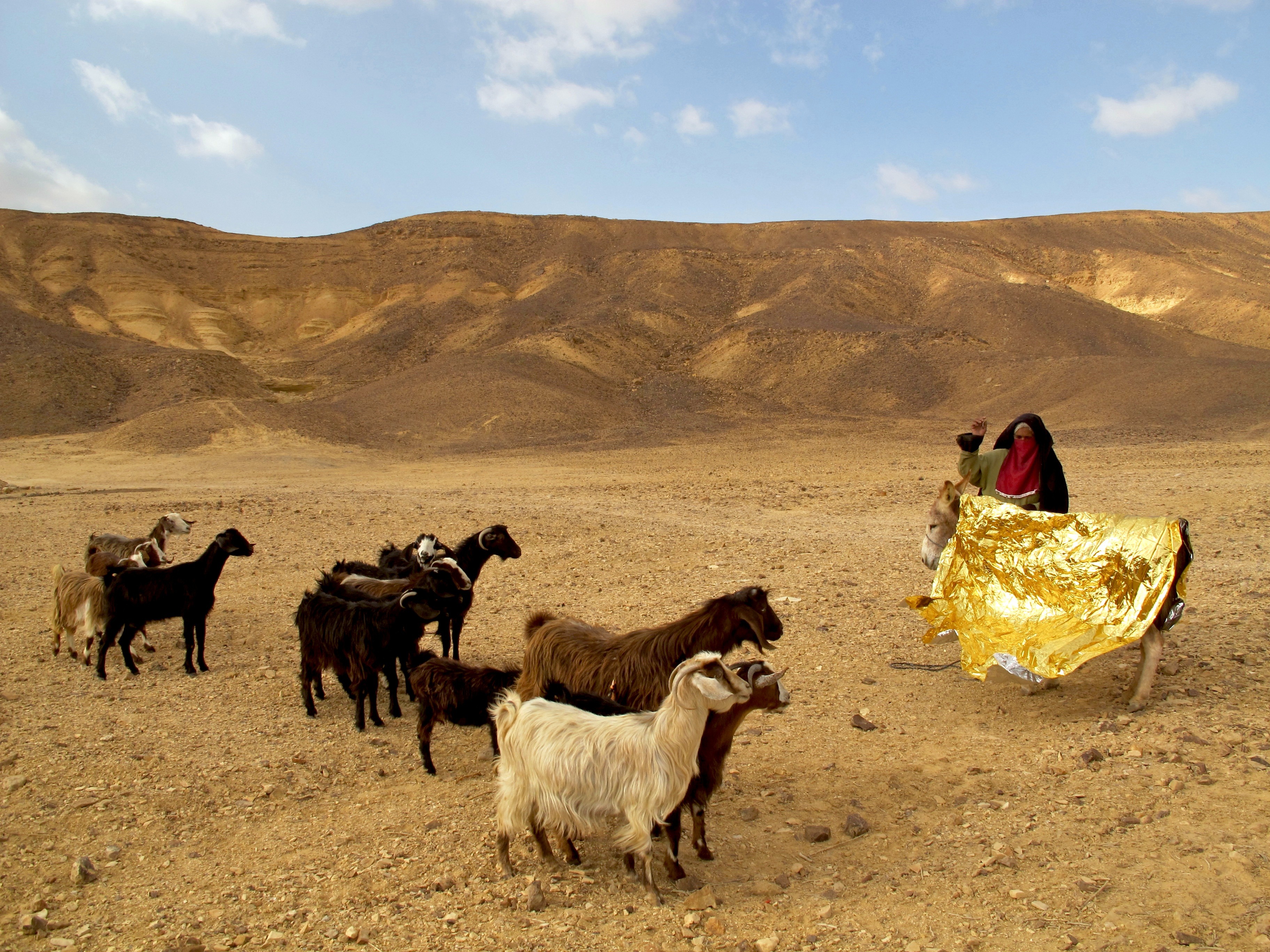 Golden Donkey
