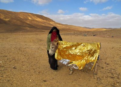 Golden donkey