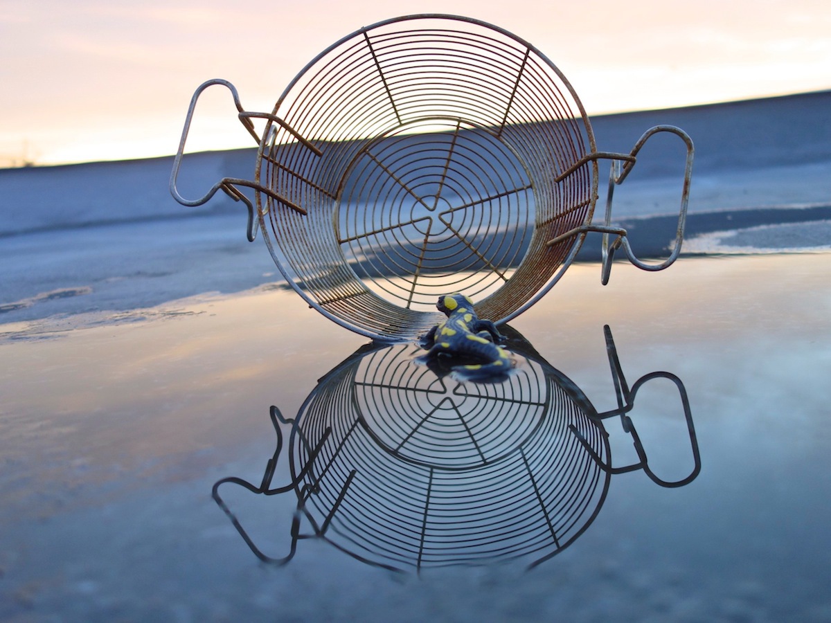 Multi Dock Session Husar 61