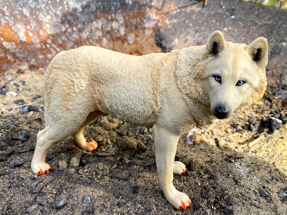 Der erste Wolf am Mars 2021