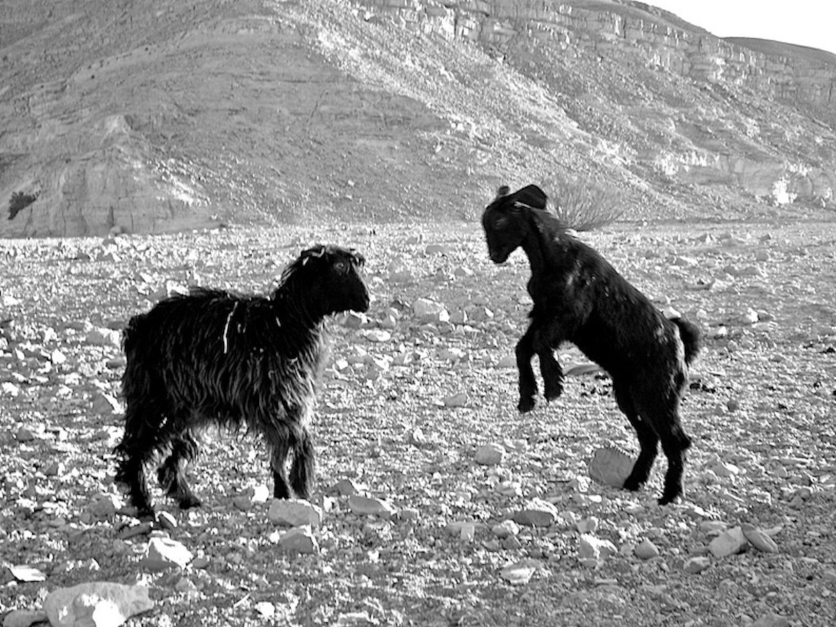 GOATPILL-Barbara-Anna-Husar