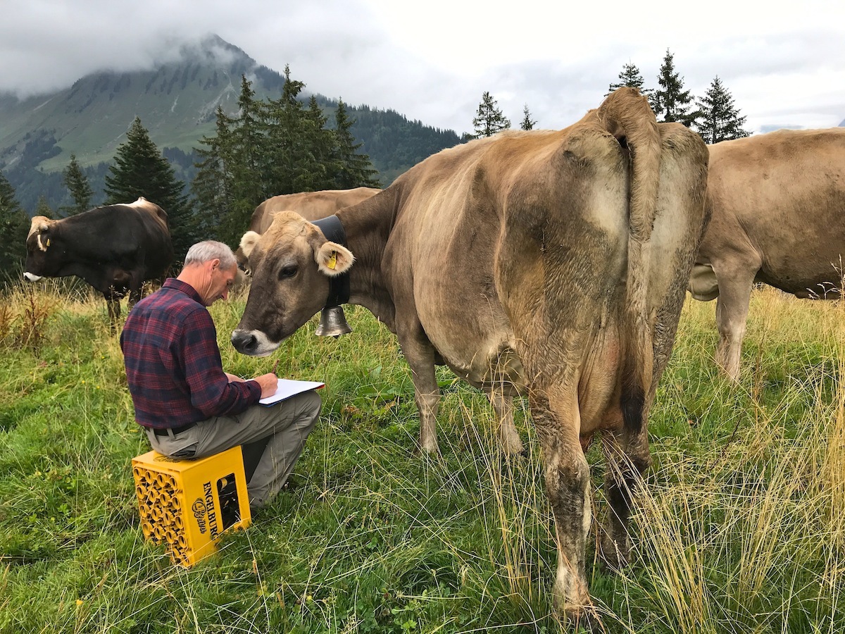 Rindermalkurs Walserherbst Himmel Und Herde 2018 Grosses Walsertal 2
