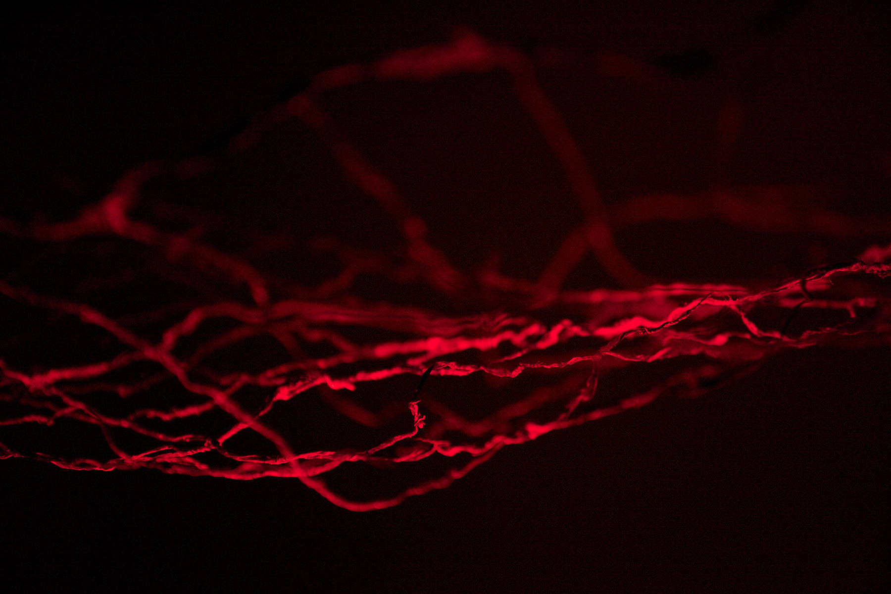 Cradle Of Estuary Muendungswiege Hammock Umbilicalcords Husar pic by Elisabeth Handl